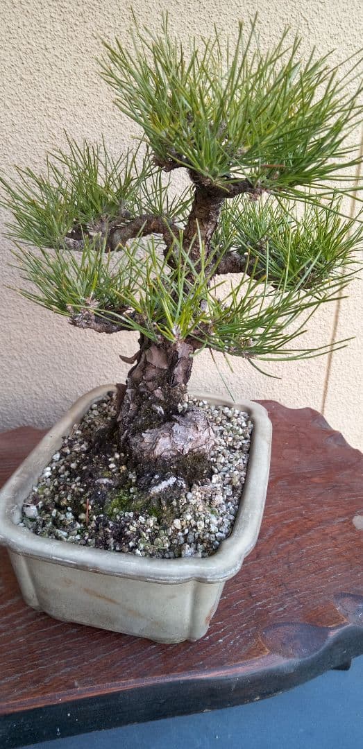 小品盆栽赤松