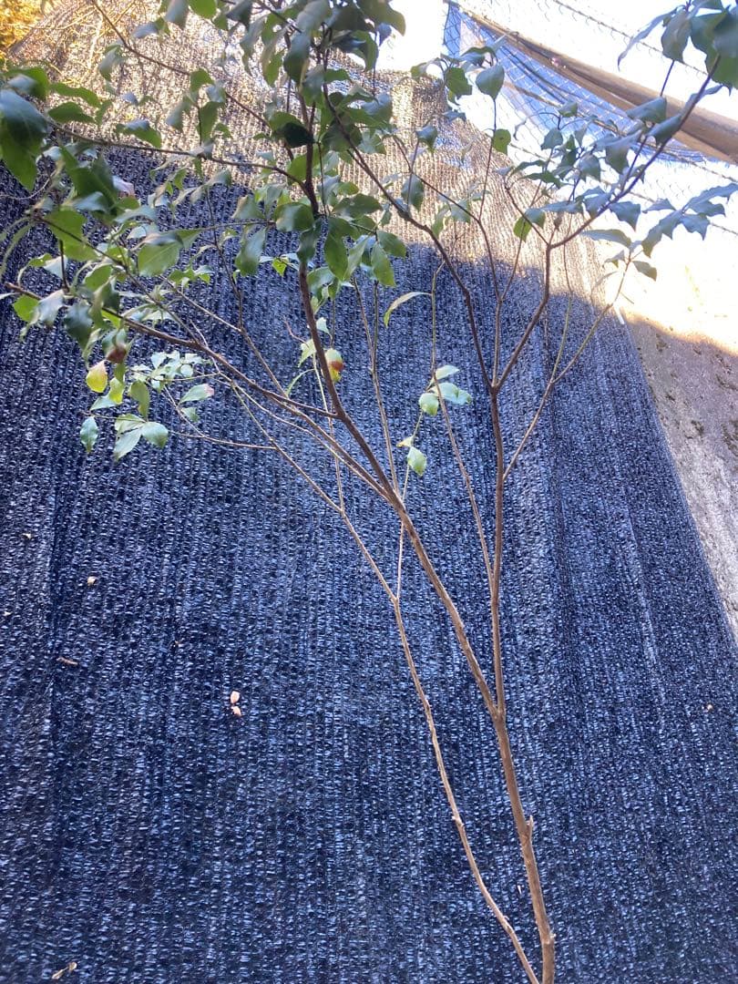 山採り　アセビ　馬酔木　約160センチ