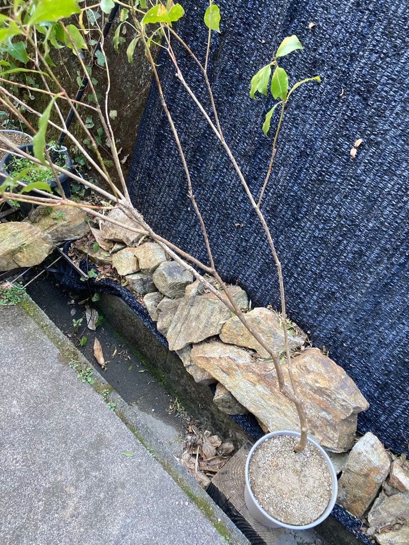 山採り　アセビ　馬酔木　約160センチ