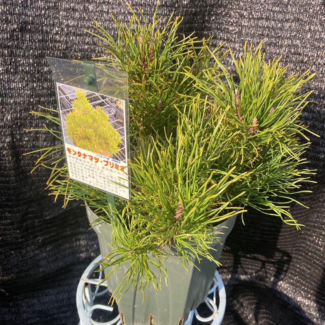 ②*:ஐ這松・ドーム型の松*:ஐ【モンタナマツ・プミリオ ・プリミオ】６号