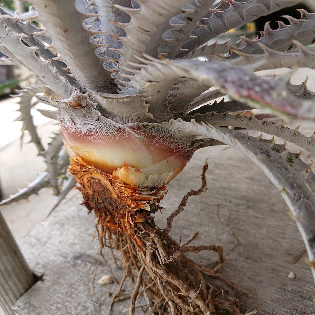 見本　途中で消します　文頭したディッキア　オレンジは⚫⚫⚫ジン