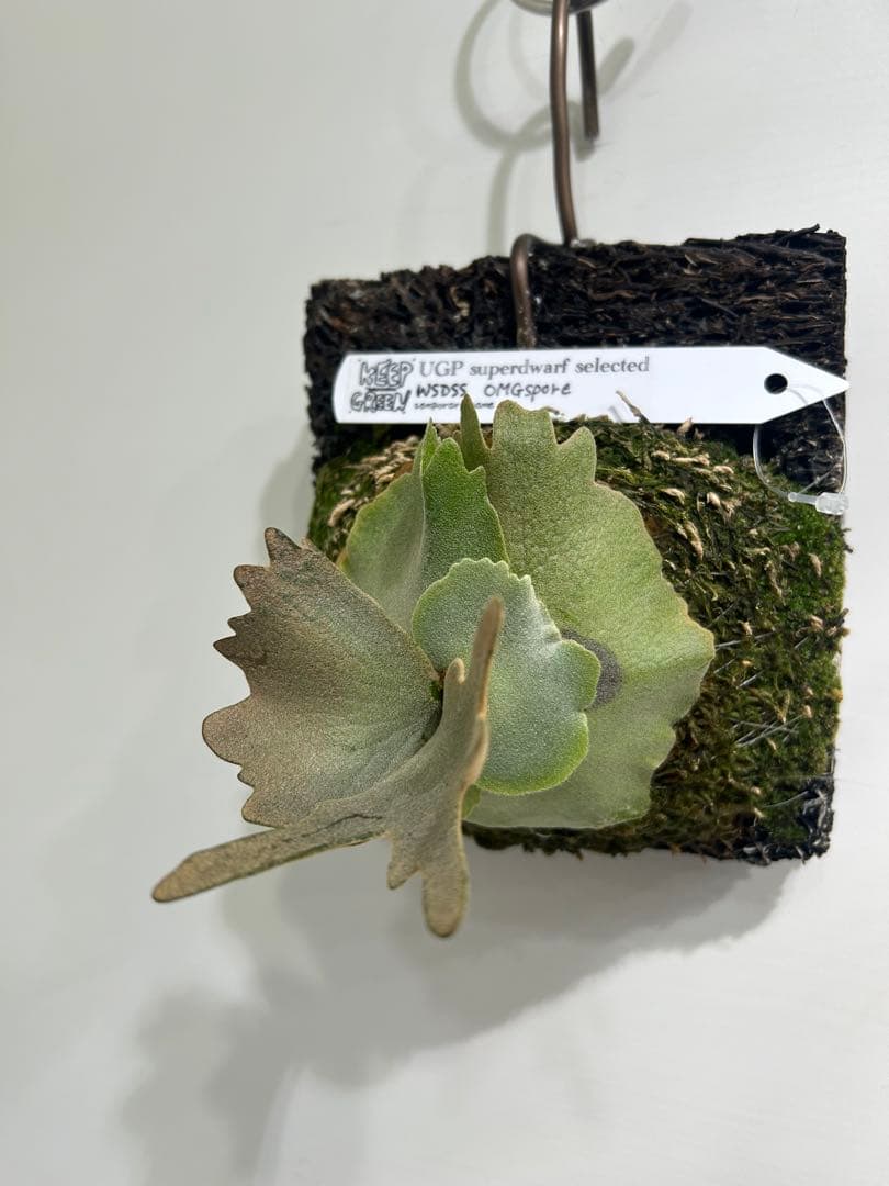 た*か様 ビカクシダ OMG spore