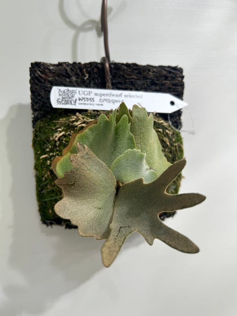 た*か様 ビカクシダ OMG spore