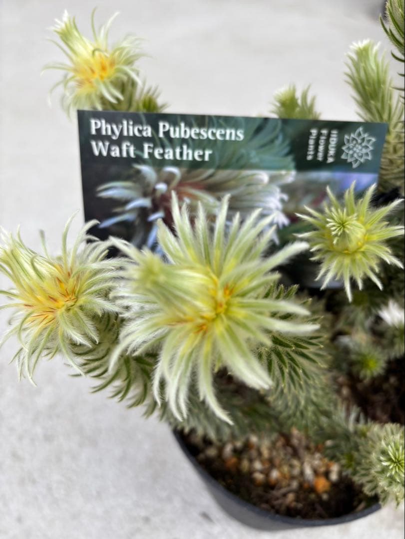 フィリカプベッセンスワフトフェザー　3