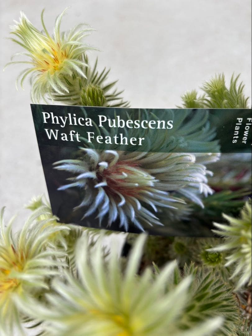 フィリカプベッセンスワフトフェザー　3