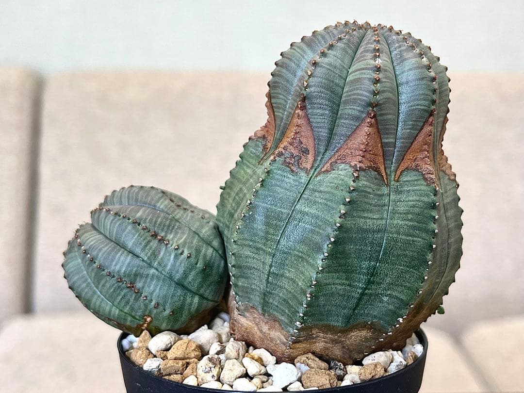 ユーフォルビア オベサ ヨーロッパ株 コレクション アロー 木質化