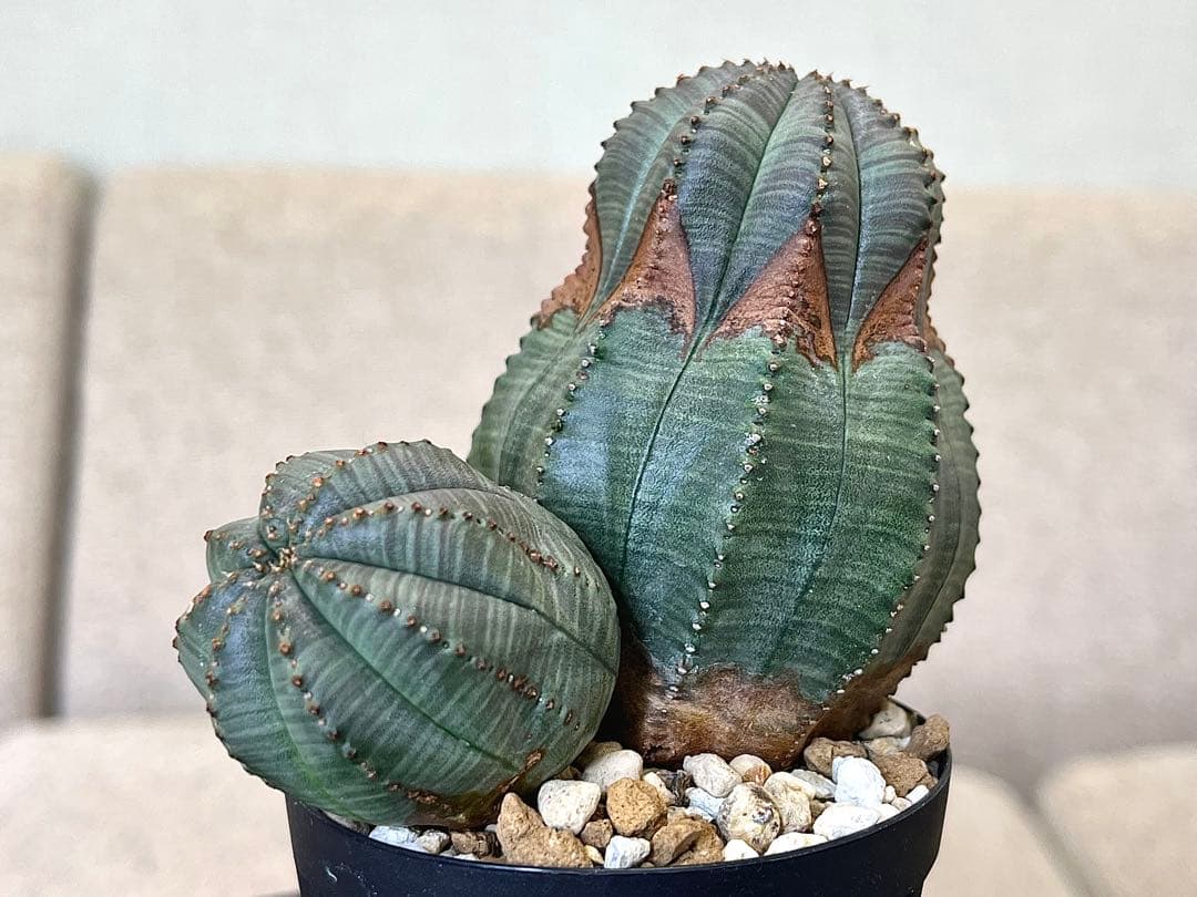 ユーフォルビア オベサ ヨーロッパ株 コレクション アロー 木質化