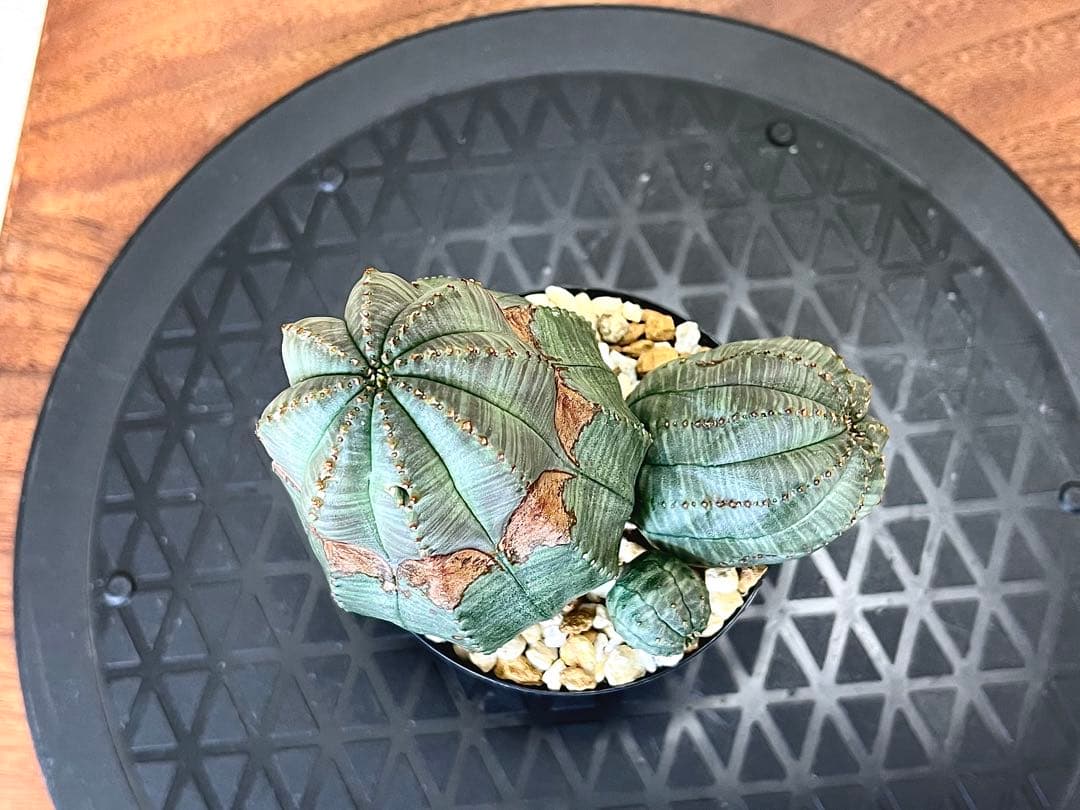 ユーフォルビア オベサ ヨーロッパ株 コレクション アロー 木質化