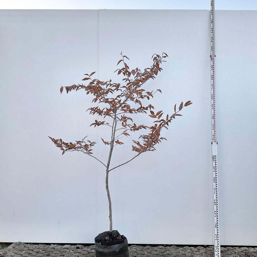 ヤマコウバシ/ 965