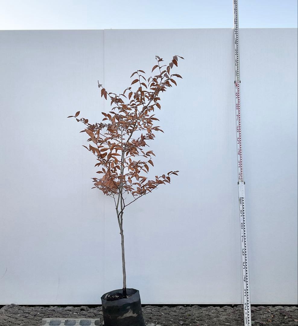 ヤマコウバシ/ 965