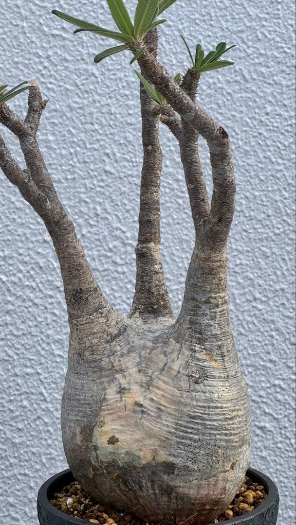パキポディウム グラキリス　大株　カチカチ　発根済み　浅鉢　活着