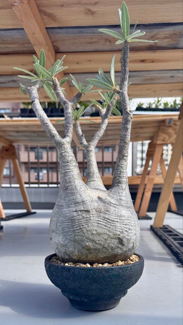 パキポディウム グラキリス　大株　カチカチ　発根済み　浅鉢　活着