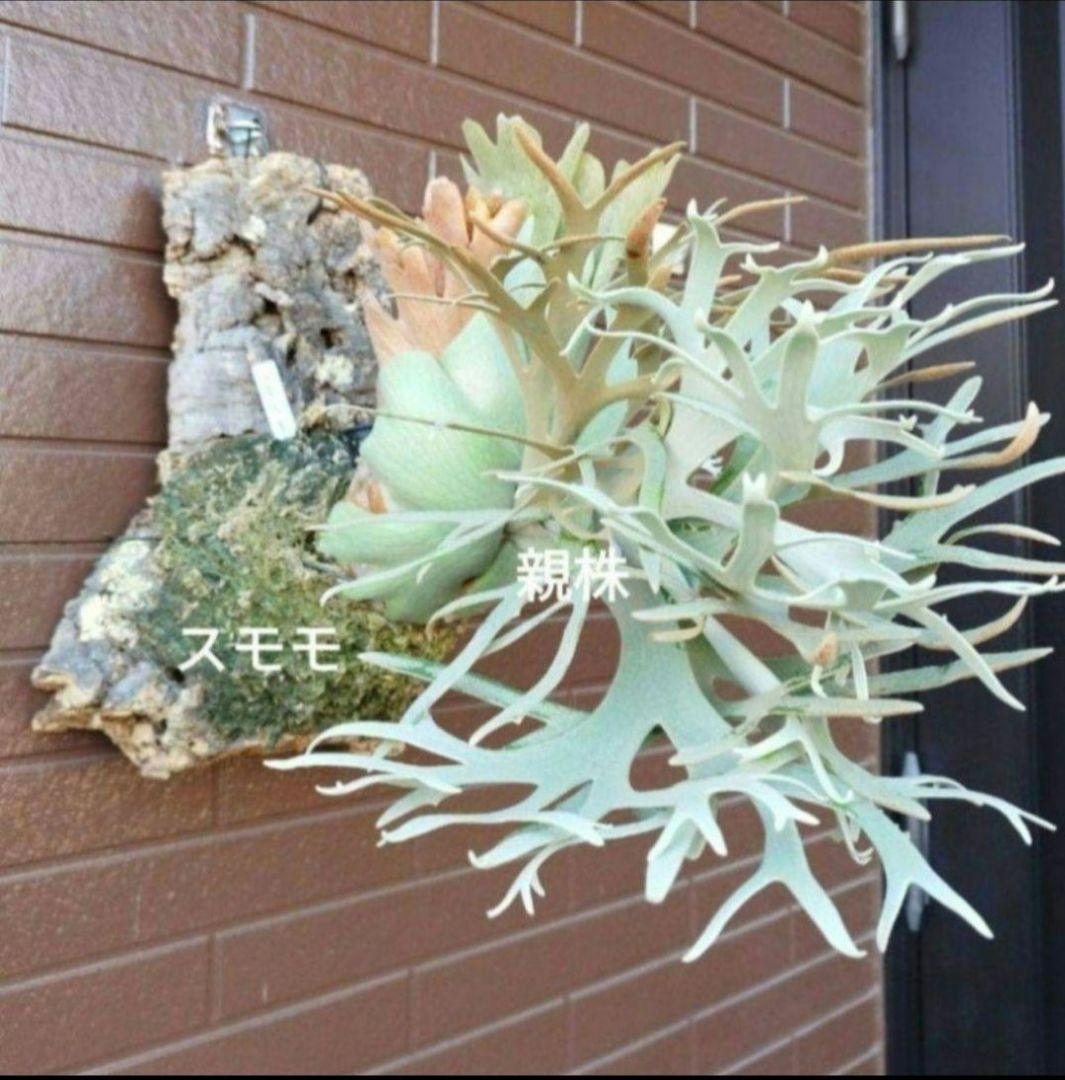 jade girl ジェイドガール　株分 ビカクシダ