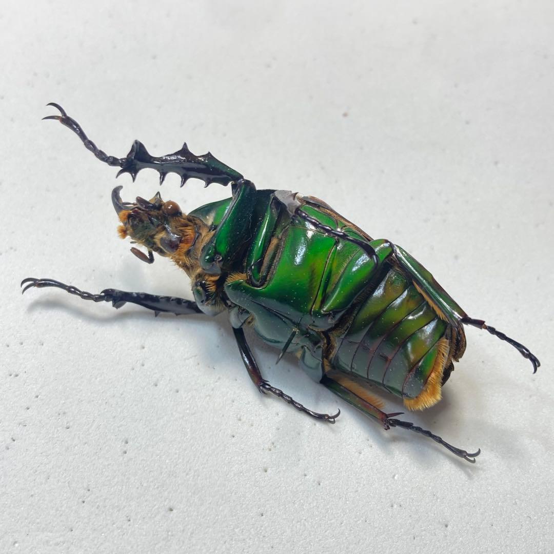 メキノリーナ・トルクアータ　オオツノカナブン　約56ミリ　1983年　アフリカ