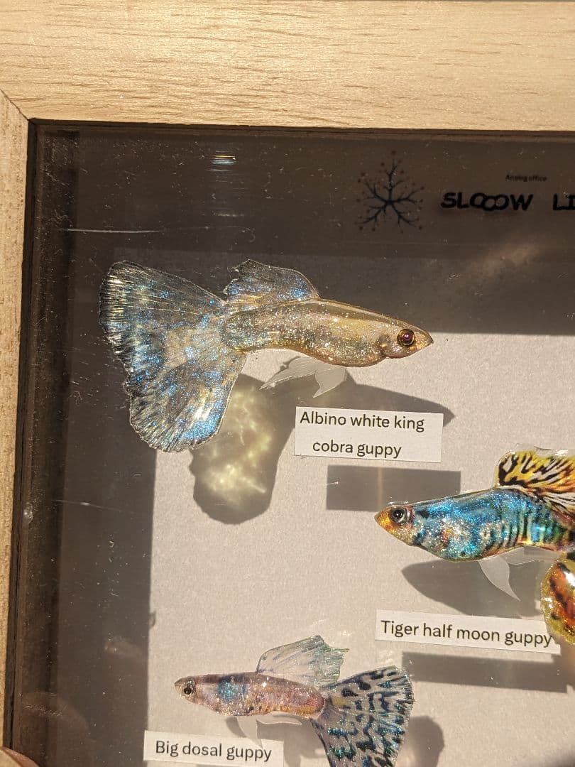 グッピー（5種）　標本箱