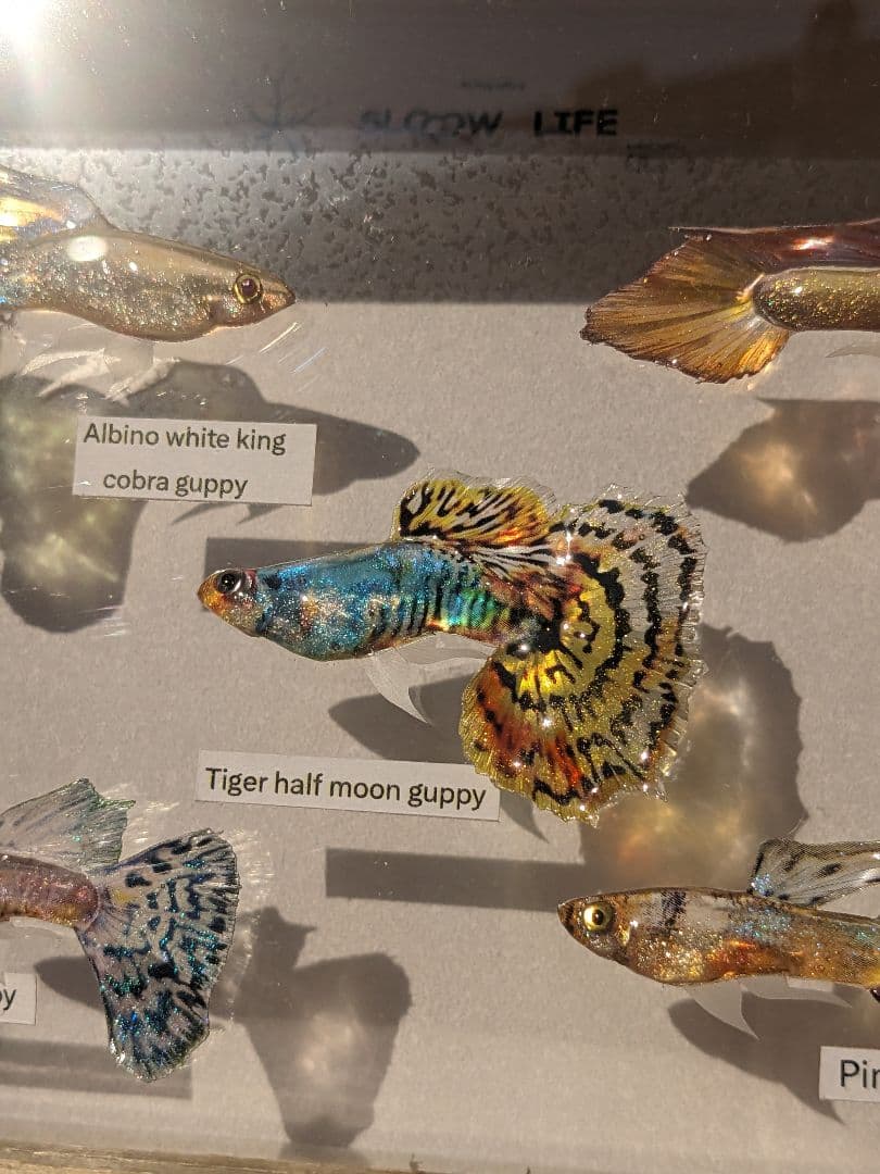 グッピー（5種）　標本箱