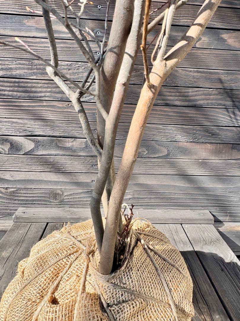 シロモジ/株立ち【現品発送】管理80012