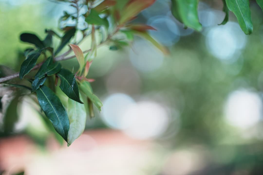 【希少8枚玉】動作◎ Super Takumar 50mm F1.4 296