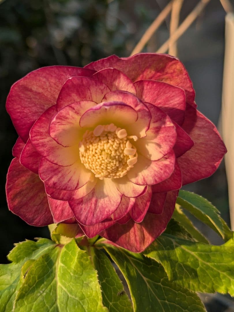 【美株】​広瀬園芸 クリスマスローズ オーレア系レッドグラデーション DD