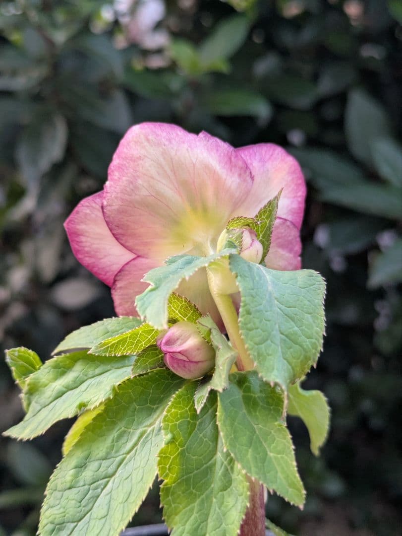 【美株】​広瀬園芸 クリスマスローズ オーレア系レッドグラデーション DD