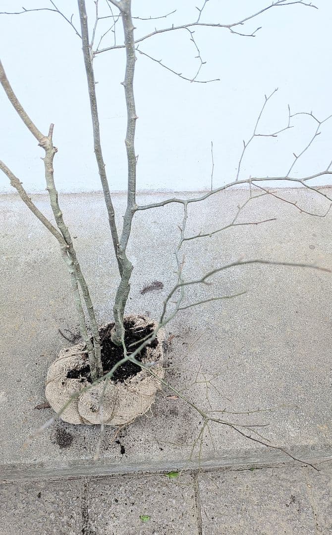 山採りアオハダ。