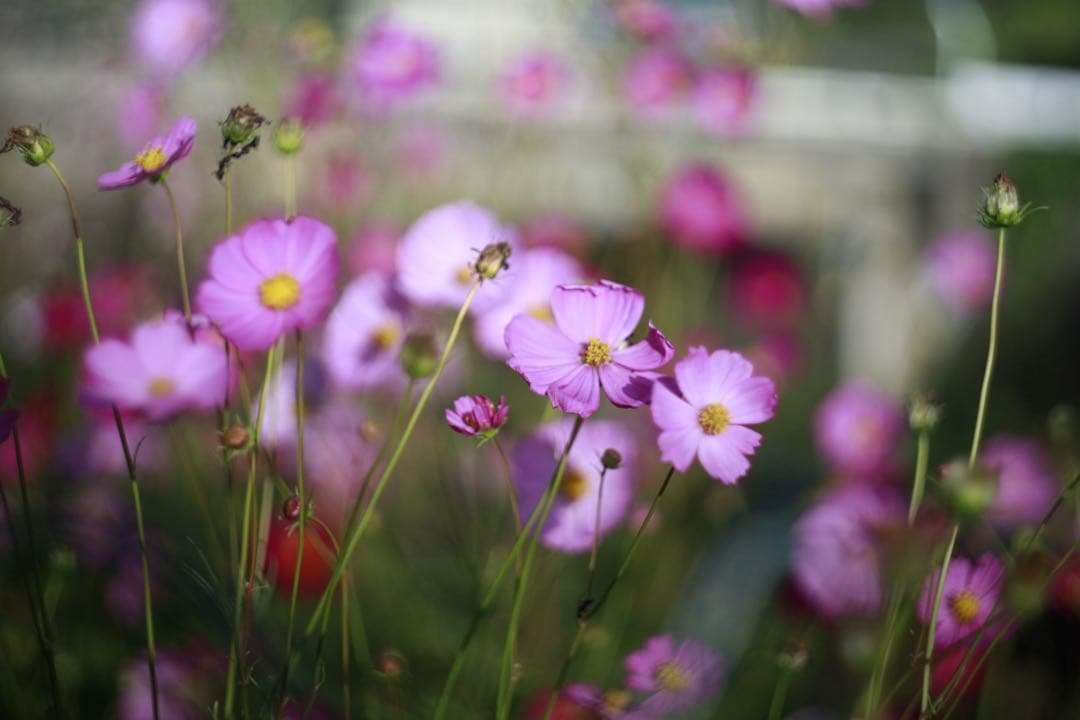 HELIOS 44-2 58mm f2.0 + Canon EFマウント用