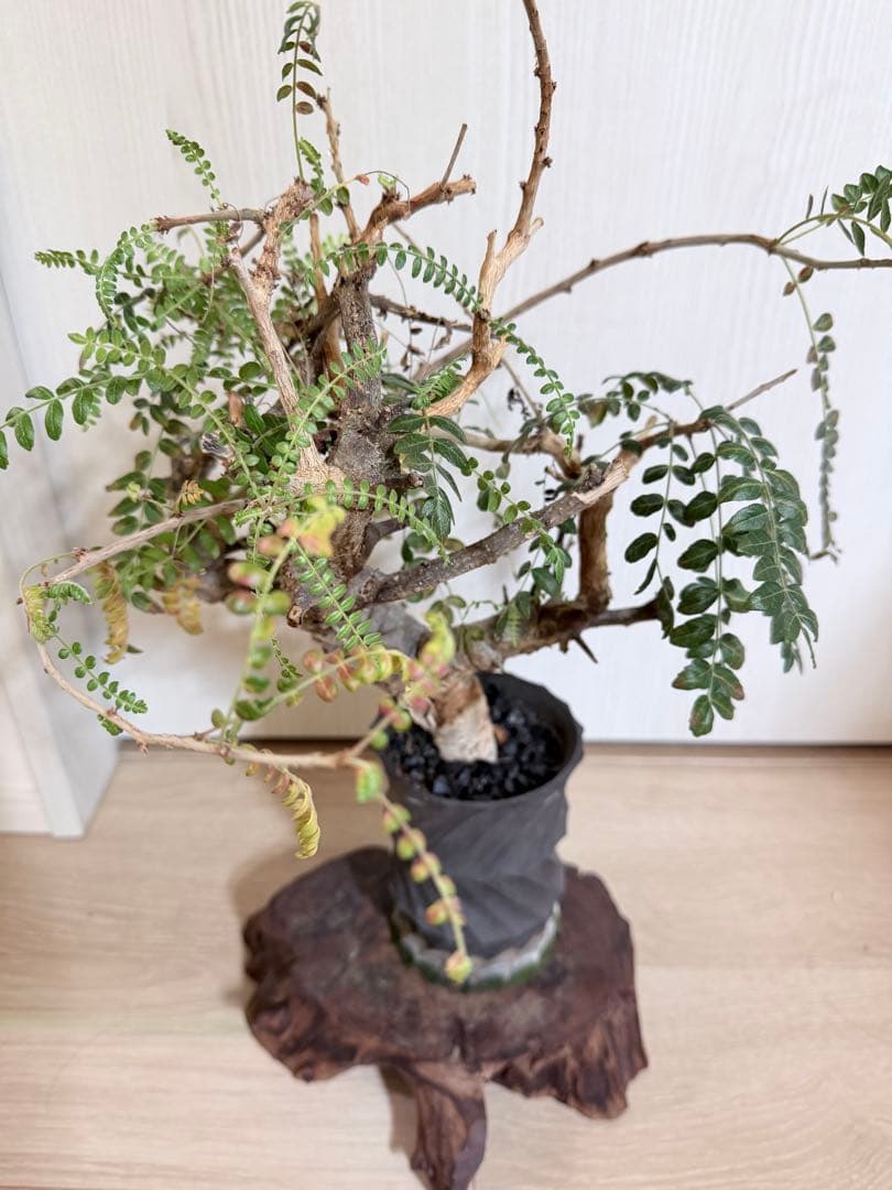 塊根植物 ボスウェリアネグレクタ