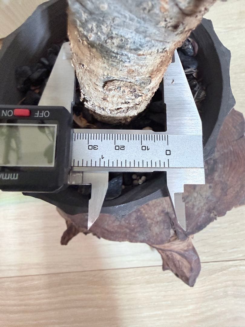 塊根植物 ボスウェリアネグレクタ