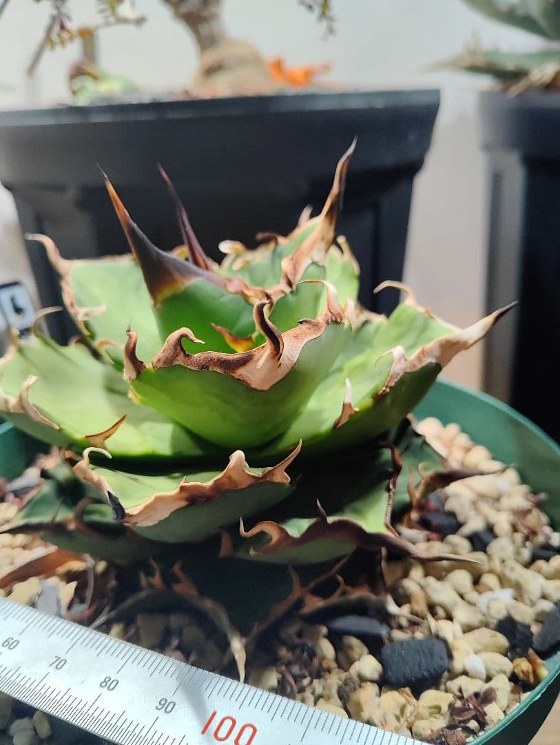 アガベ チタノタ ハデス 親株 陽炎　★出すか迷った株