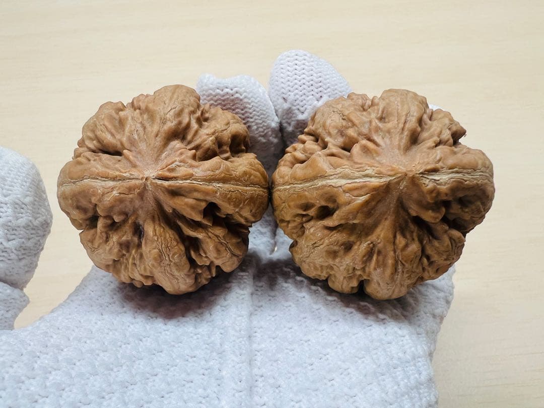 ソノラン様专用 文玩堂：ティラノサウルス（コレクションおよびティラノサウルス）