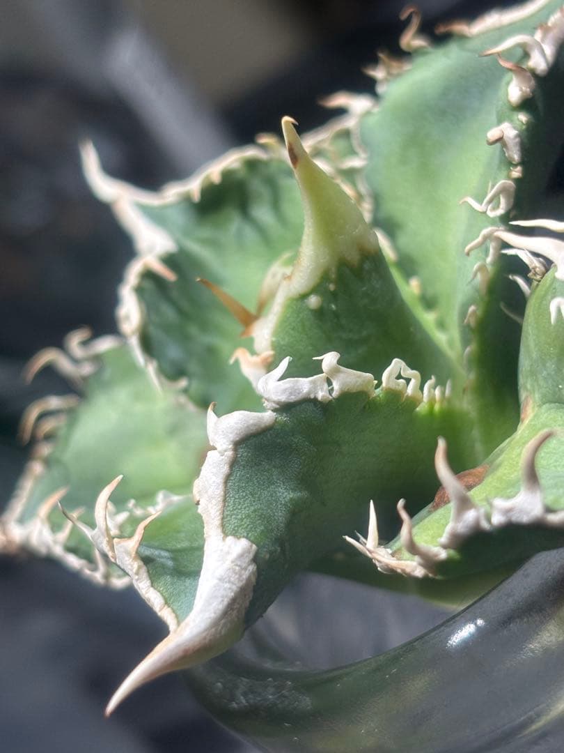 特出！アガベチタノタ大白鯊（極上株）S級激レアsuperホオジロザメ狂暴極狂刺！