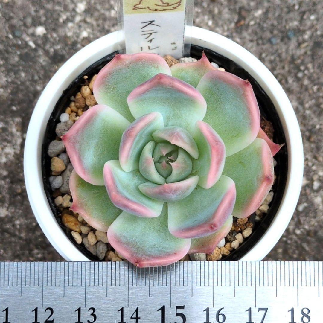 124. 多肉植物 スティルハート 650円【抜き苗】