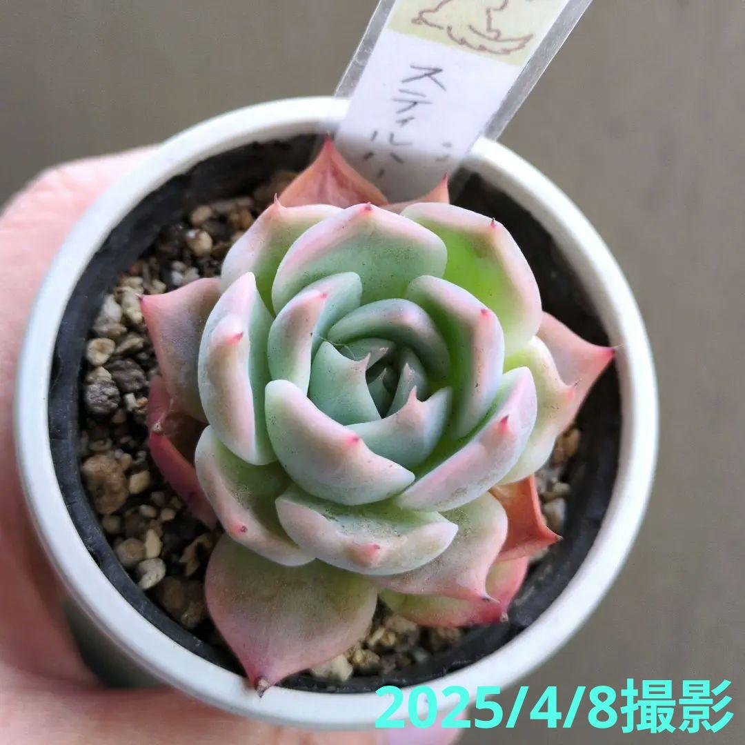 124. 多肉植物 スティルハート 650円【抜き苗】