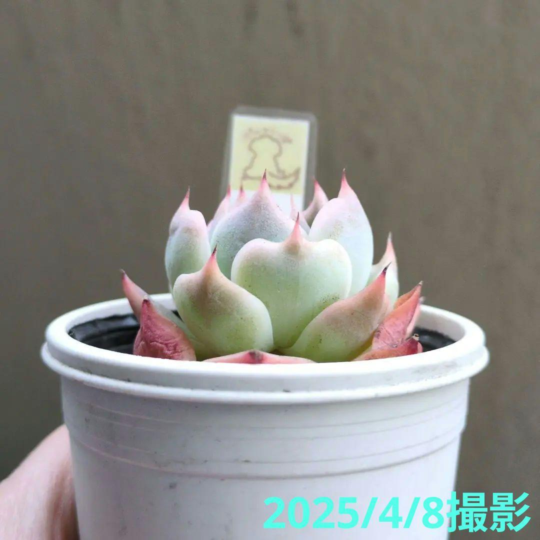 124. 多肉植物 スティルハート 650円【抜き苗】