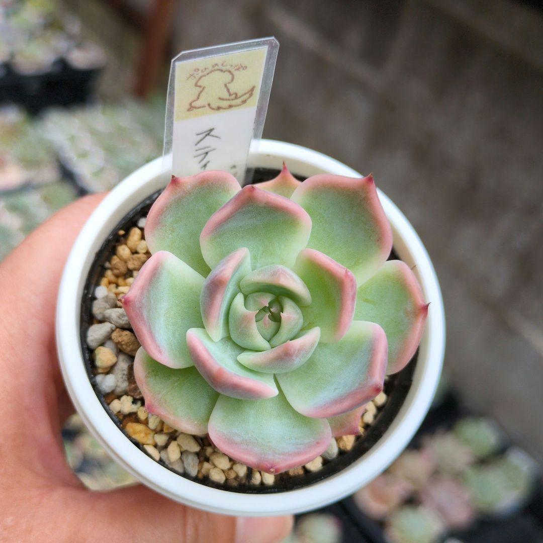 124. 多肉植物 スティルハート 650円【抜き苗】