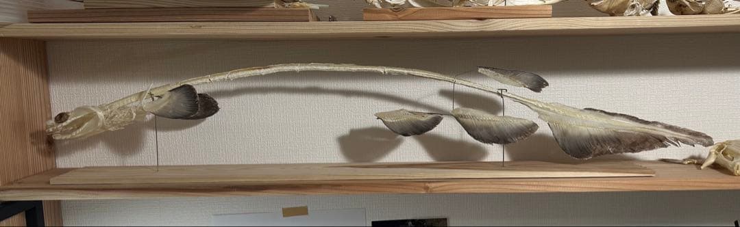 ラブカ 全身骨格