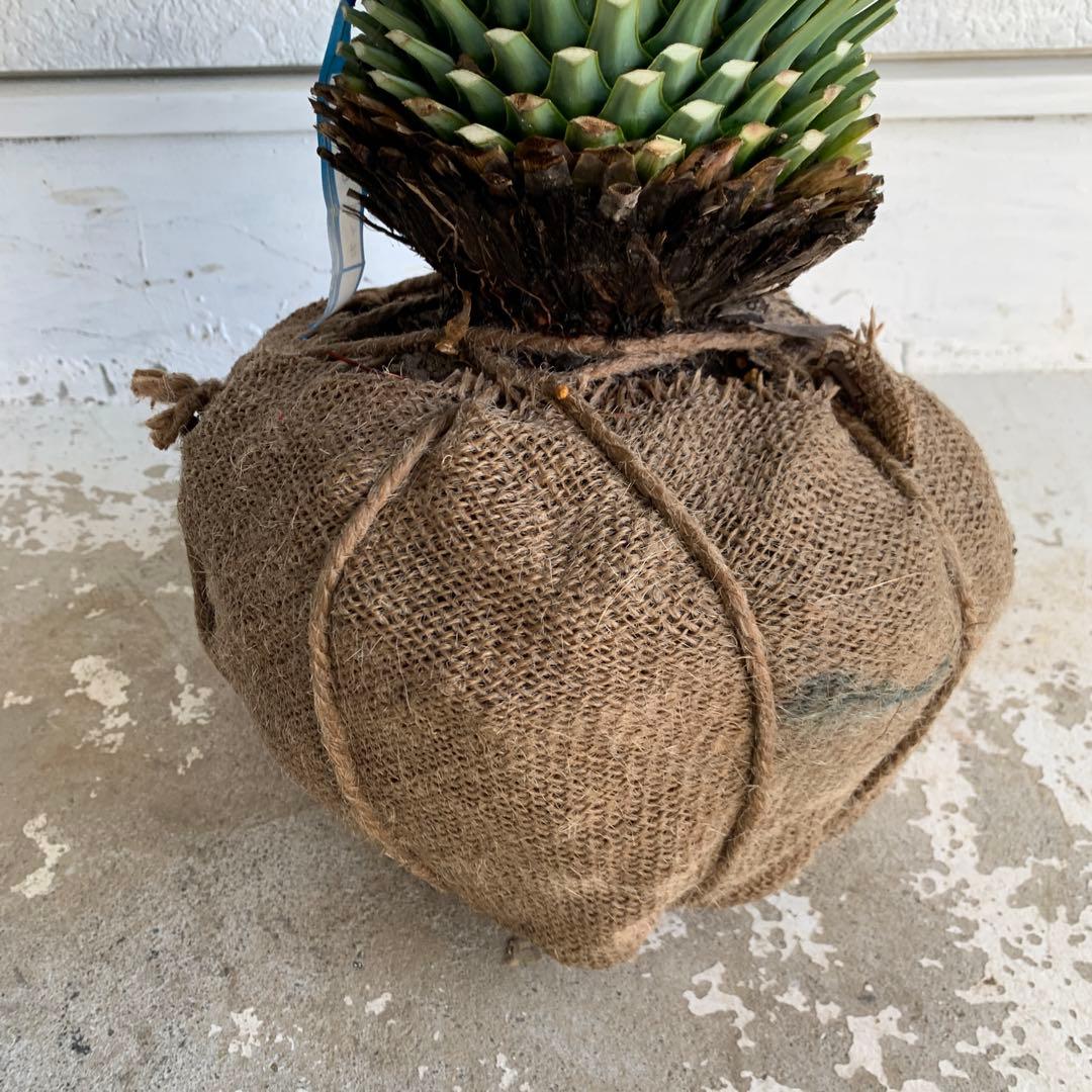 ユッカ　ロストラータ　【耐寒性/ドライガーデン/ロックガーデン 】29