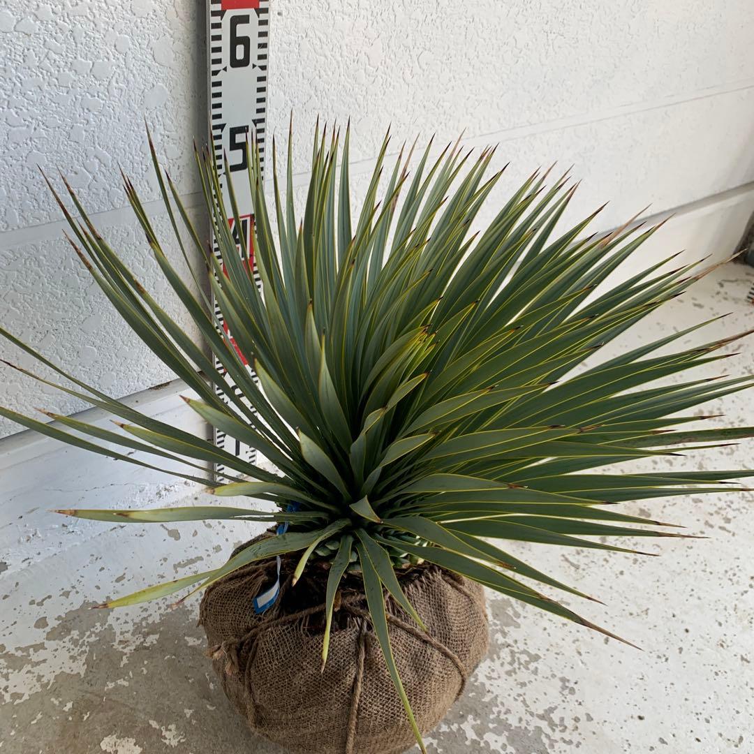 ユッカ　ロストラータ　【耐寒性/ドライガーデン/ロックガーデン 】29