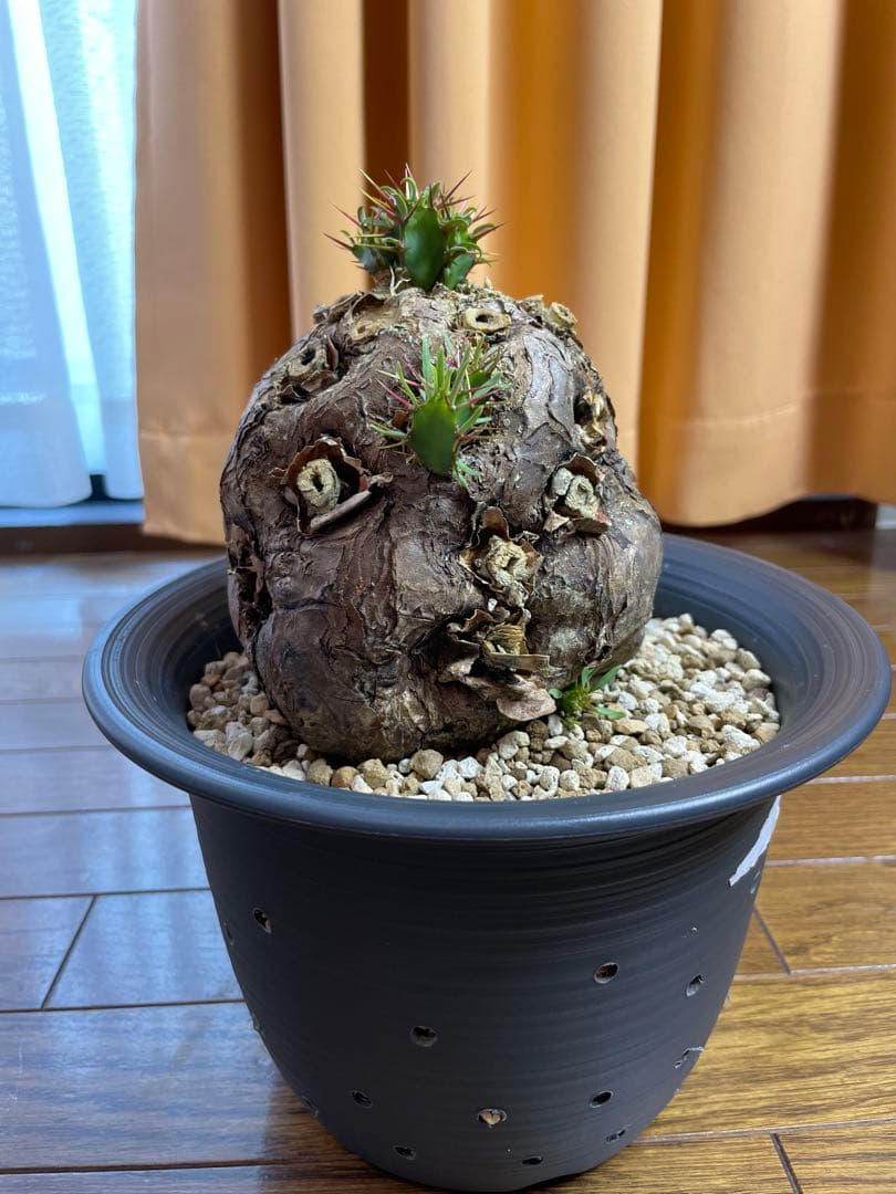 ユーフォルビア　ムランジーナ