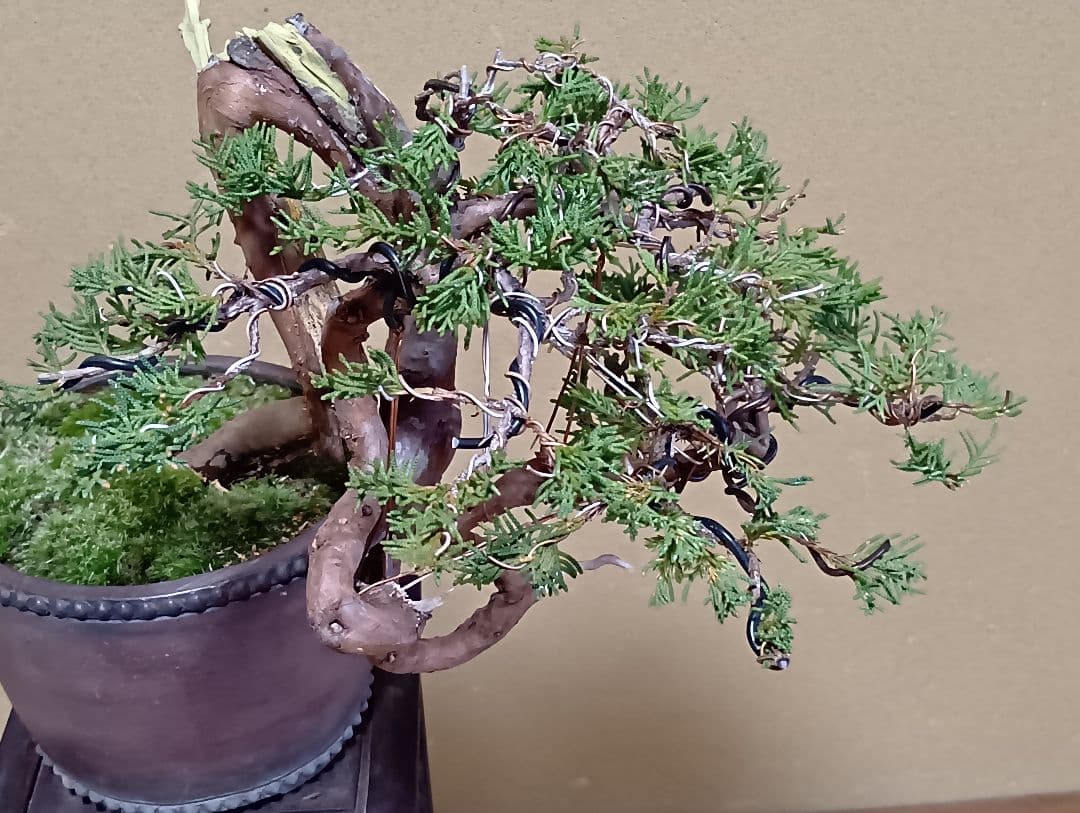 糸魚川真柏‼️値下げ‼️