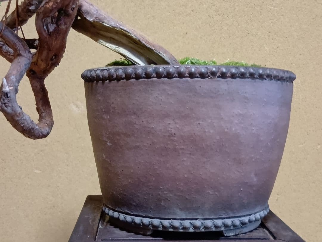 糸魚川真柏‼️値下げ‼️