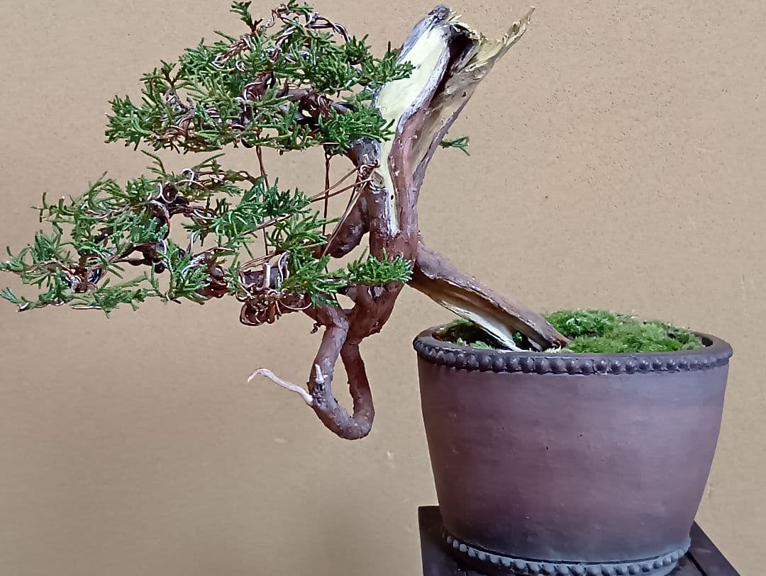 糸魚川真柏‼️値下げ‼️