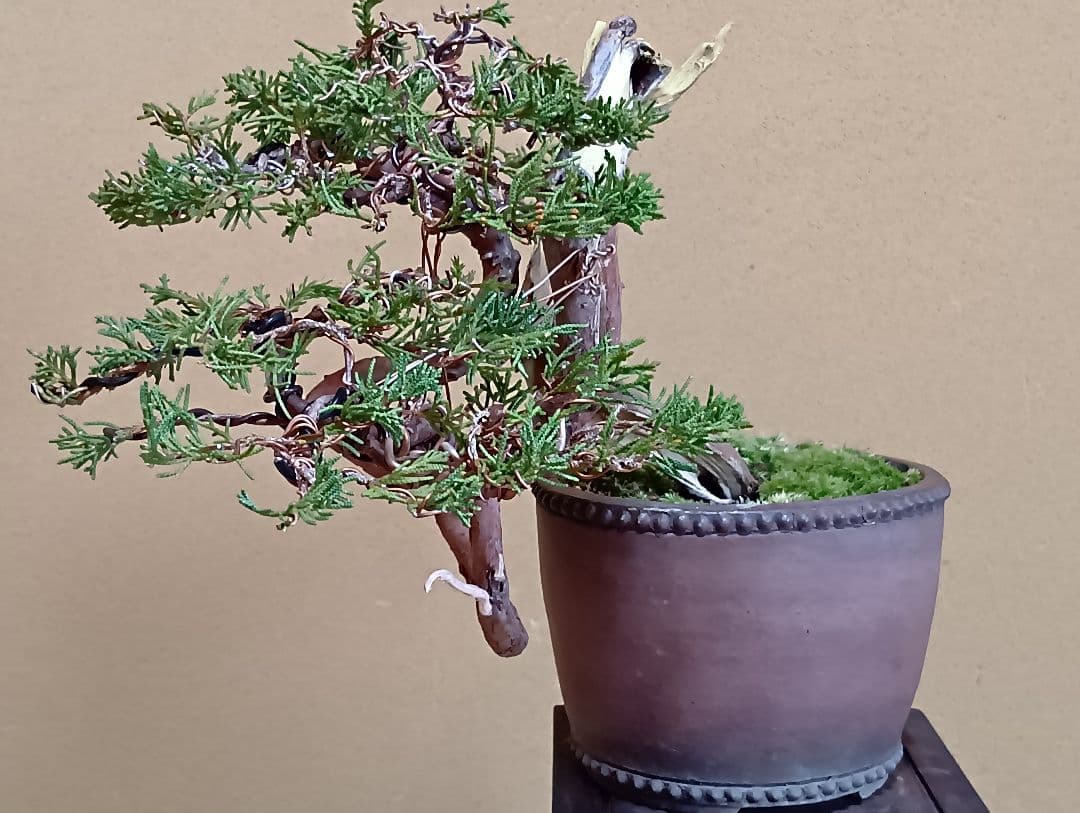 糸魚川真柏‼️値下げ‼️