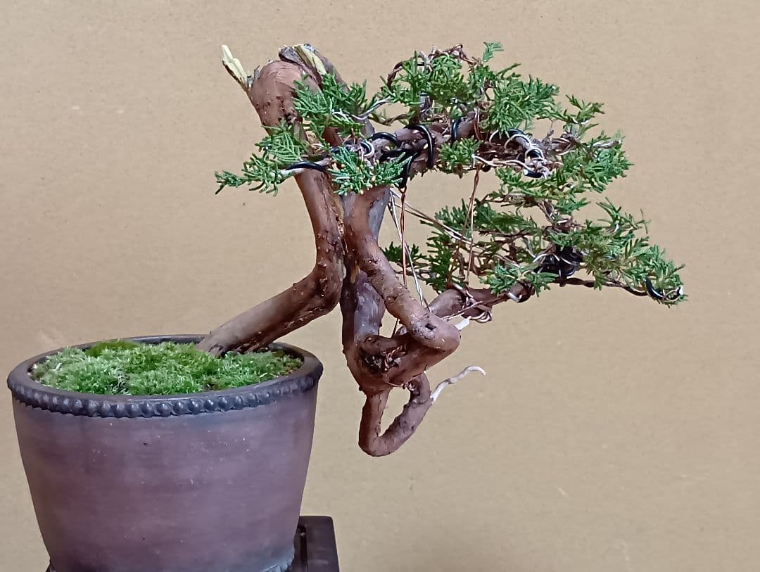 糸魚川真柏‼️値下げ‼️