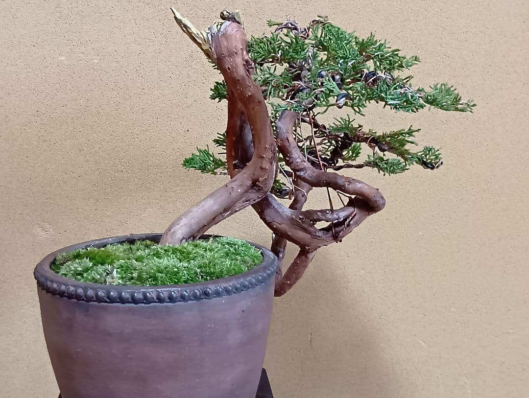 糸魚川真柏‼️値下げ‼️