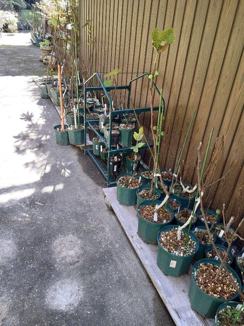 【1】イチジク 穂木販売 お問い合わせ用