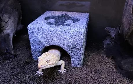 爬虫類　角型シェルター　2