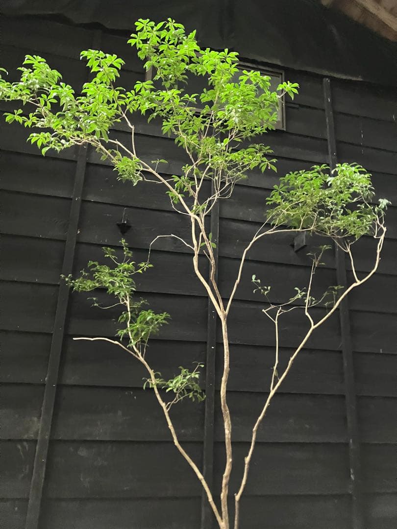 81 山採り　アセビ