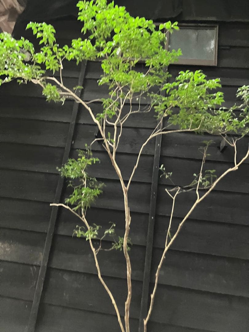 81 山採り　アセビ