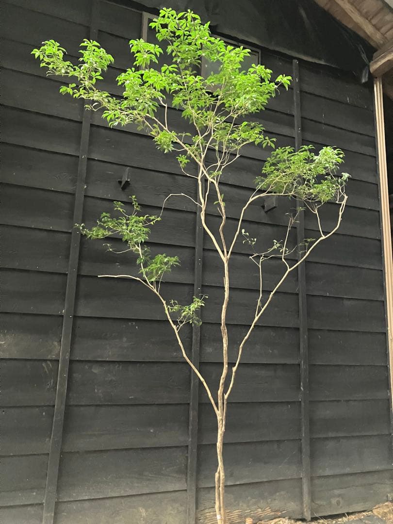 81 山採り　アセビ